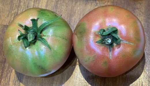 22.4.1石垣島で巨大化したミニトマト収穫！