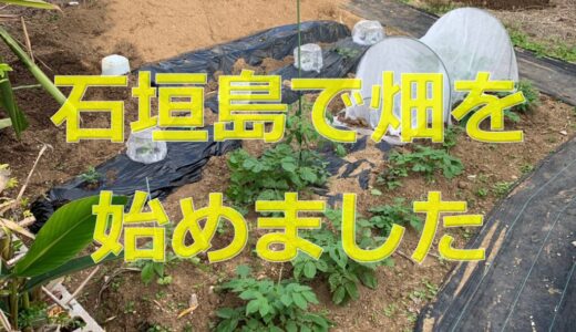 石垣島で無農薬栽Vol.2　スコップ作業からのスイカの空中栽培へ