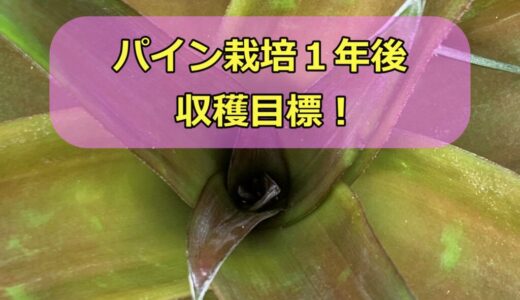 パイン栽培　黒マルチ畑完了～2022/10～開花処理
