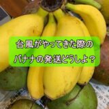 石垣島から台風直前の発送は？　バナナを送ったらこうなった！２３/８の台風６号は局内に５日保管！