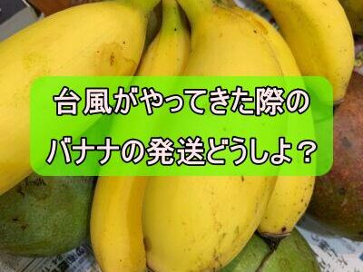 石垣島から台風直前の発送は？　バナナを送ったらこうなった！２３/８の台風６号は局内に５日保管！