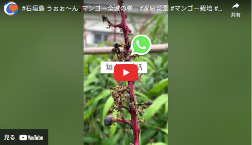 パワーストーンバナナ栽培＆収穫2025　振り返り