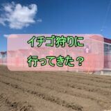 石垣島でイチゴ栽培は難しい？？